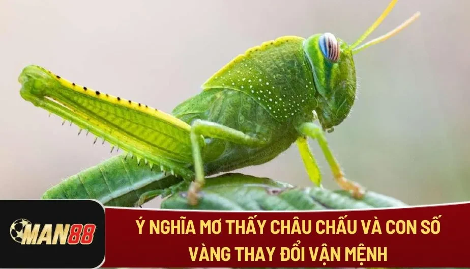 MAN88 Ý Nghĩa Mơ Thấy Châu Chấu Và Con Số Vàng Thay Đổi Vận Mệnh