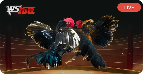 MAN88 Đá Gà WS168